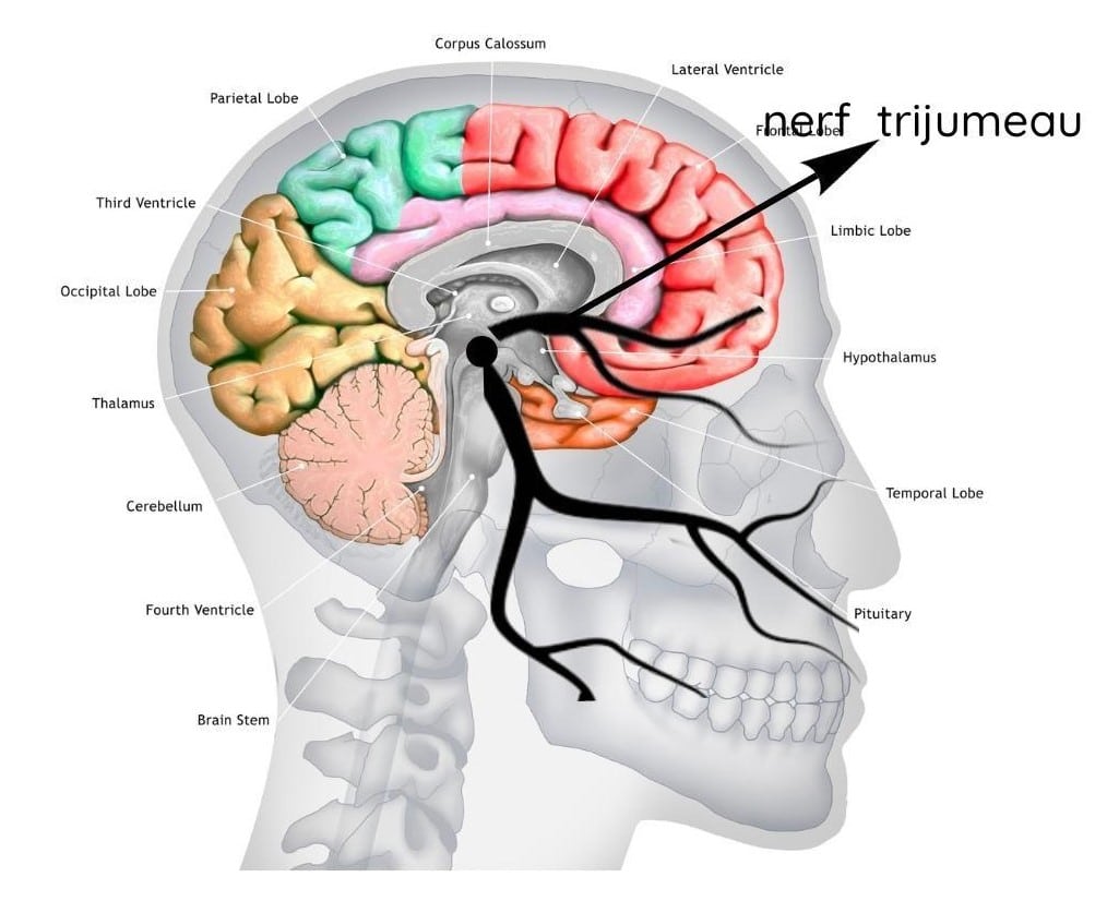 cerveau nerf trijumeau